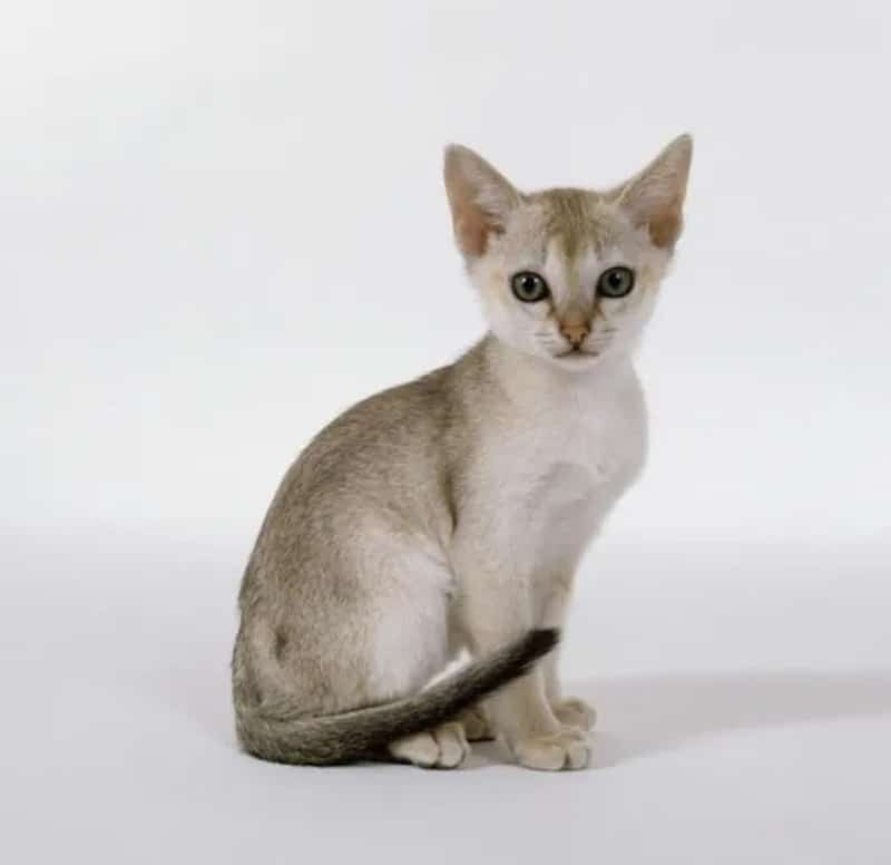 Top 5 Des Plus Petites Races Sublimes De Chats Au Monde