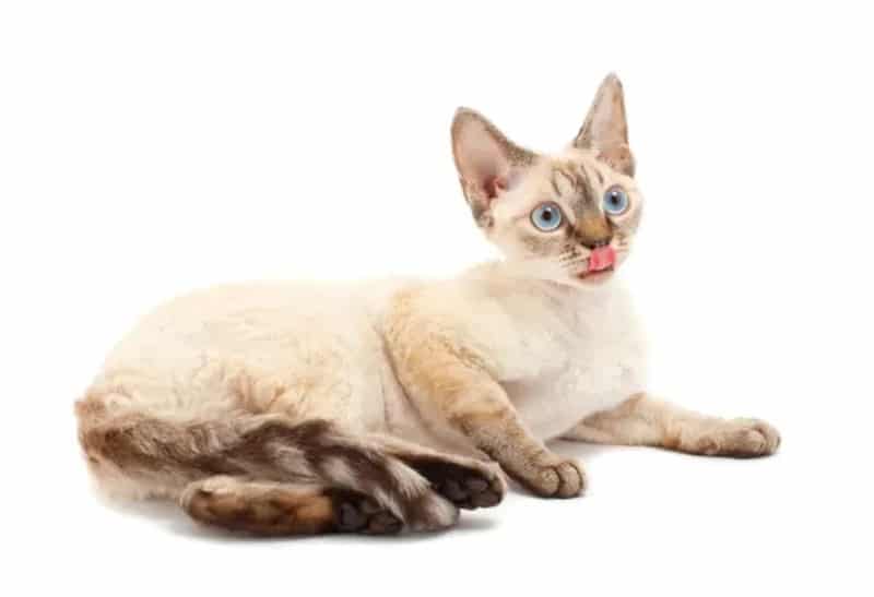 Top 5 des plus petites races sublimes de chats au monde