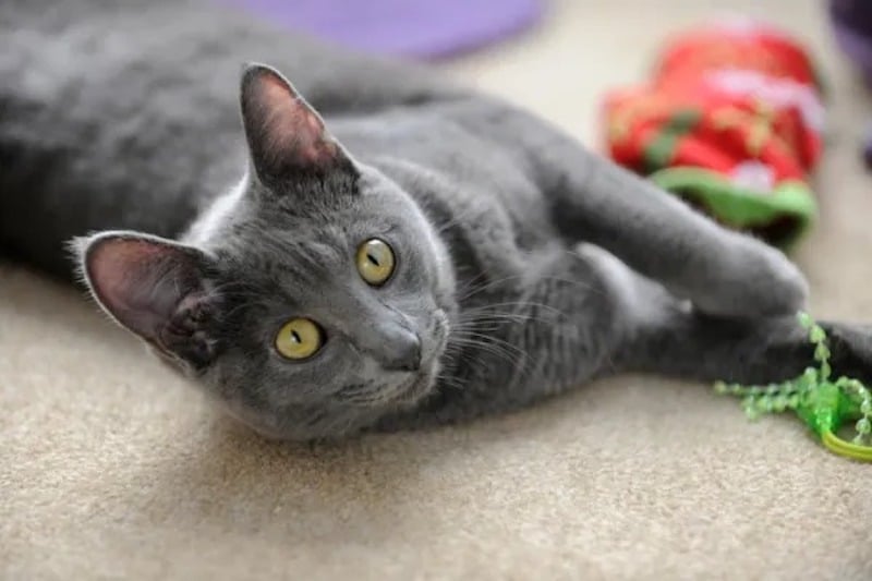 Top 5 Des Plus Petites Races Sublimes De Chats Au Monde Top 5 Des Plus Petites Races Sublimes De Chats Au Monde
