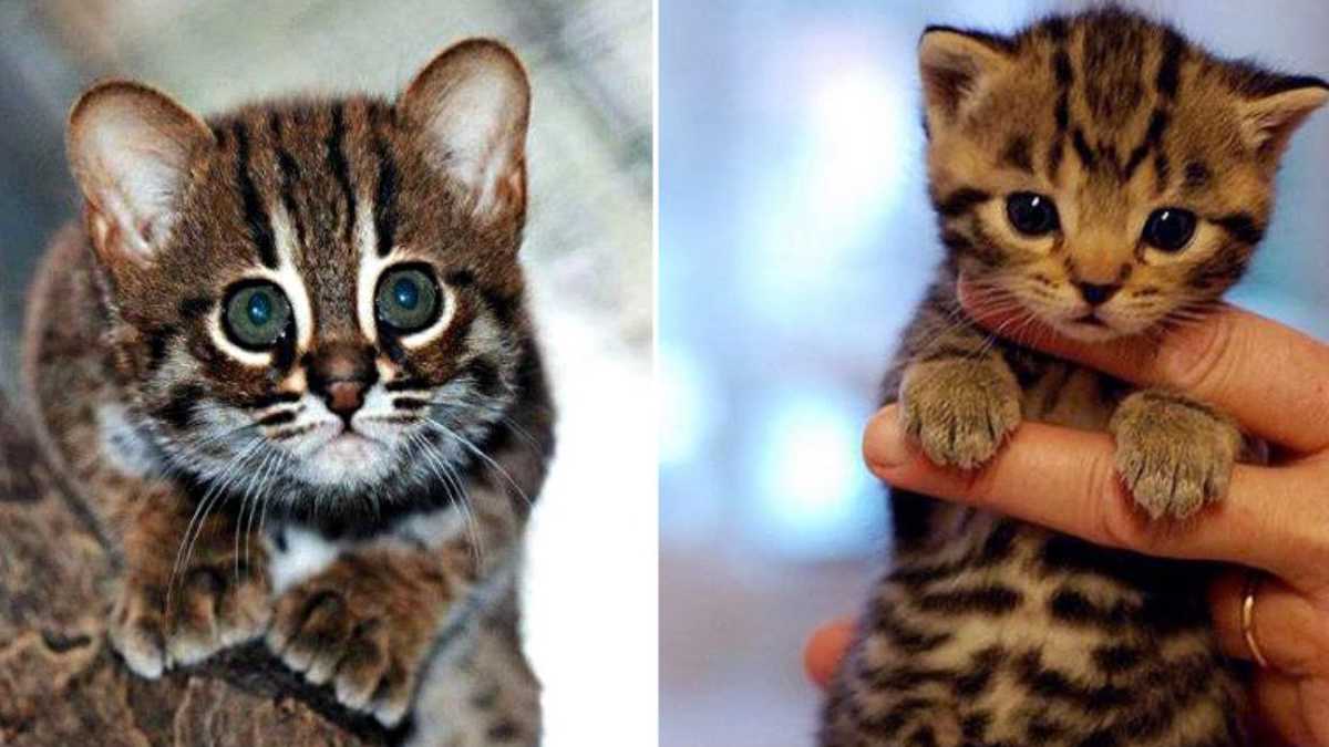 Top 5 Des Plus Petites Races Sublimes De Chats Au Monde Top 5 Des Plus Petites Races Sublimes De Chats Au Monde