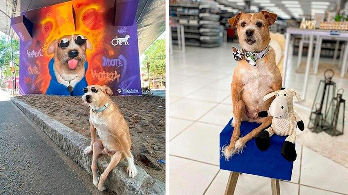Toquinho, le chien paraplégique qui a été peint sur un viaduc et est devenu célèbre.