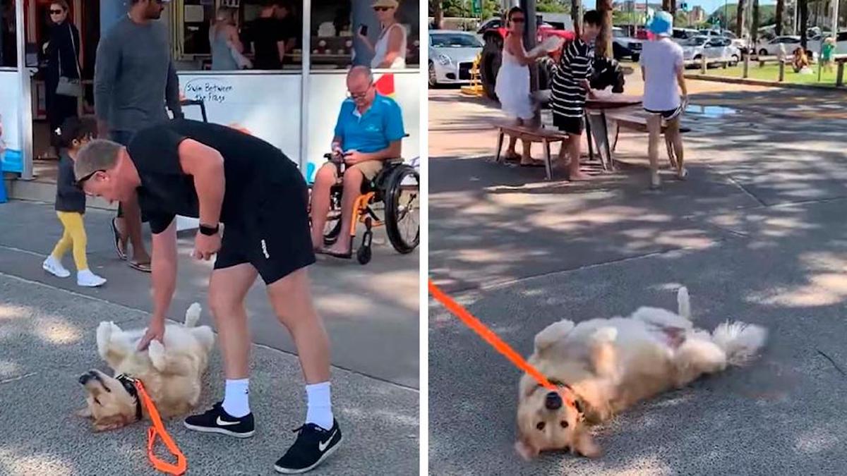 Un adorable chien fait le mort pour ne pas avoir à quitter le parc