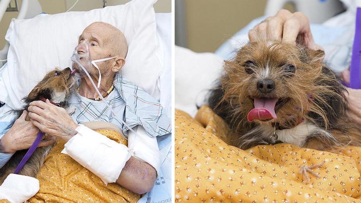 Un ancien combattant des hospices demande à voir son chien une dernière fois pour lui dire adieu