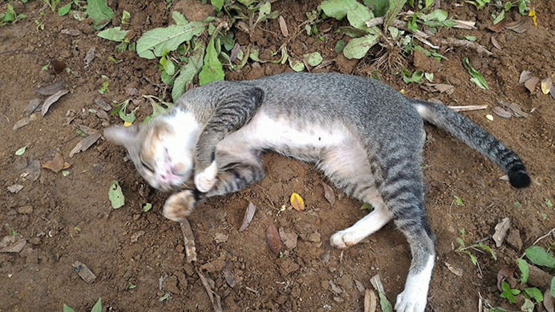 Un chat au cœur brisé a passé un an à pleurer sur la tombe de son maître