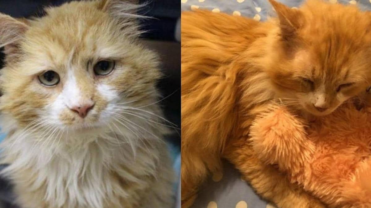 Un chat parcourt 19 kilomètres pour retrouver sa famille. Il ne savait pas qu'il avait été abandonné.