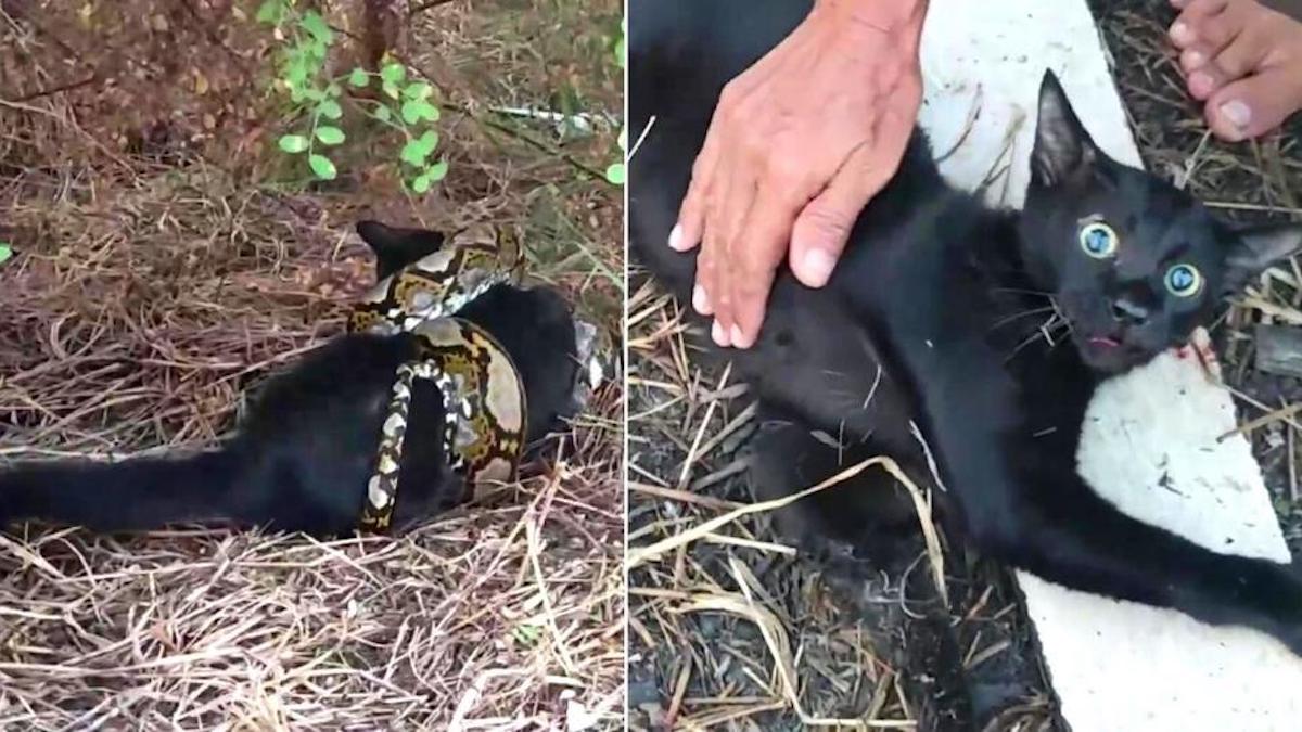 Un chat piégé par un python de 3 mètres a été sauvé et réanimé pour lui sauver la vie