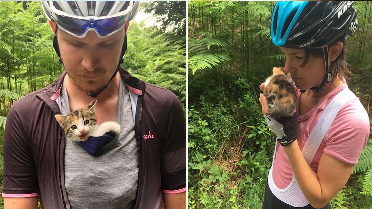 Un chaton trouvé seul près d'une forêt s'accroche à des cyclistes et ne les lâche plus