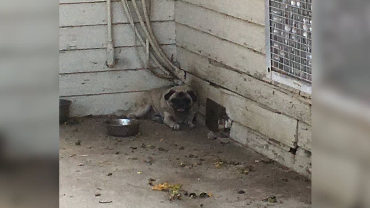 Un chien a passé des années attaché à l'extérieur d'une maison par 40 degrés et maintenant, il a été sauvé.