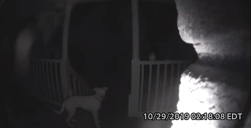 Un chien a sonné à la porte à 2 heures du matin après être resté accidentellement dehors