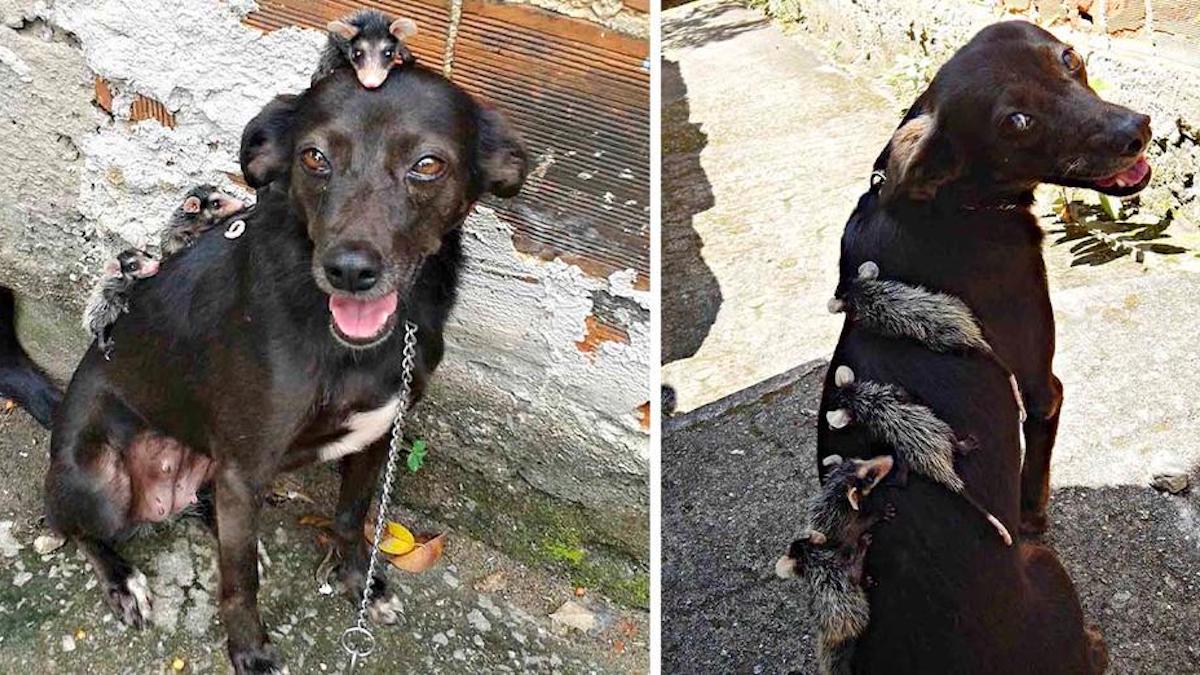 Un chien adopte des petits opossums qui ont perdu leur mère