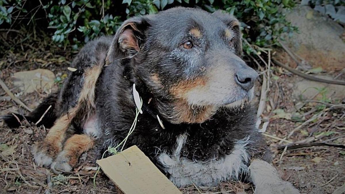 Un chien âgé disparaît de sa maison et revient avec une note le qualifiant de héros.