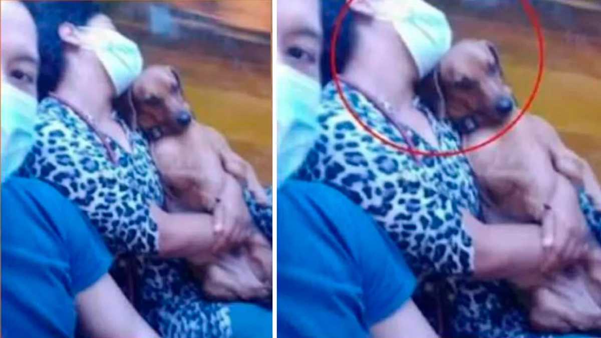  femme Un chien couché sur les genoux d'une femme endormie enchante et fait fureur sur la Toile