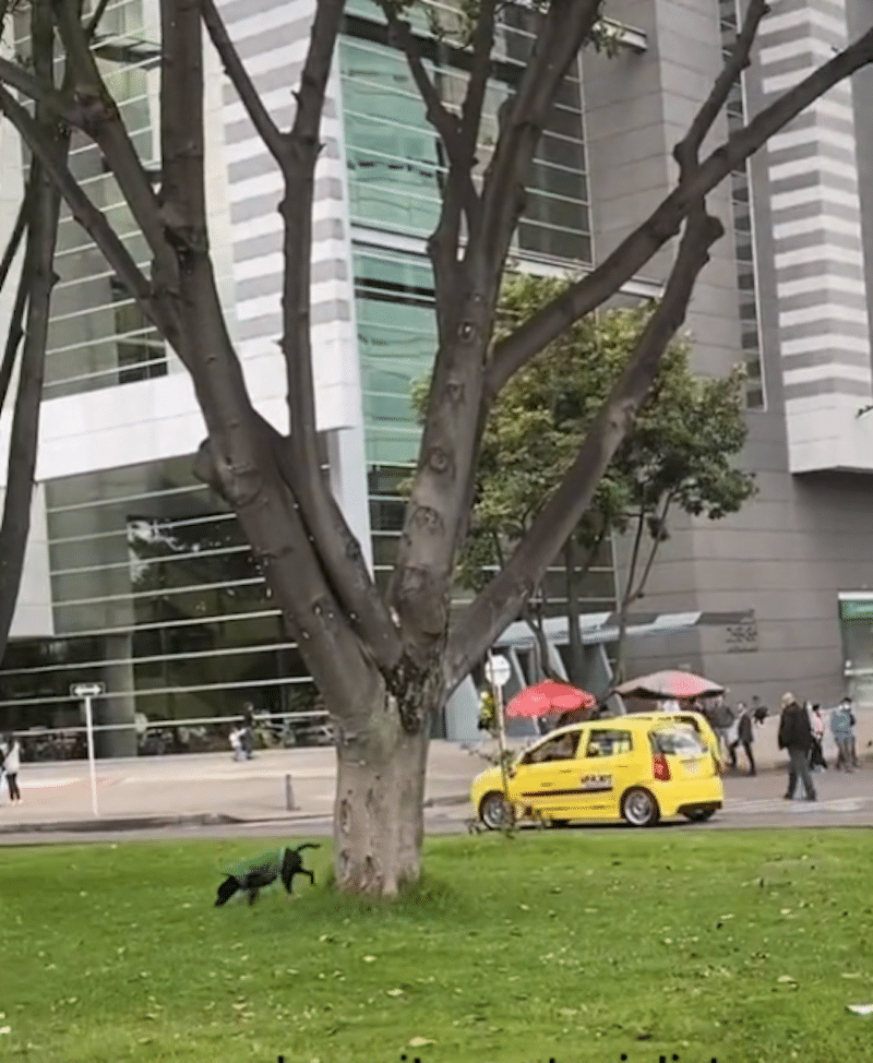 Un chien de livraison accompagne son maître pour livrer des colis dans la ville (VIDÉO)