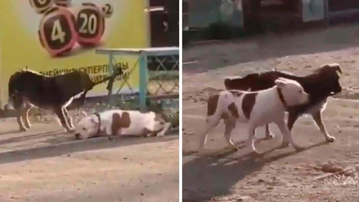 Un chien des rues a vu un autre chien dans une cour attaché et l'a libéré.