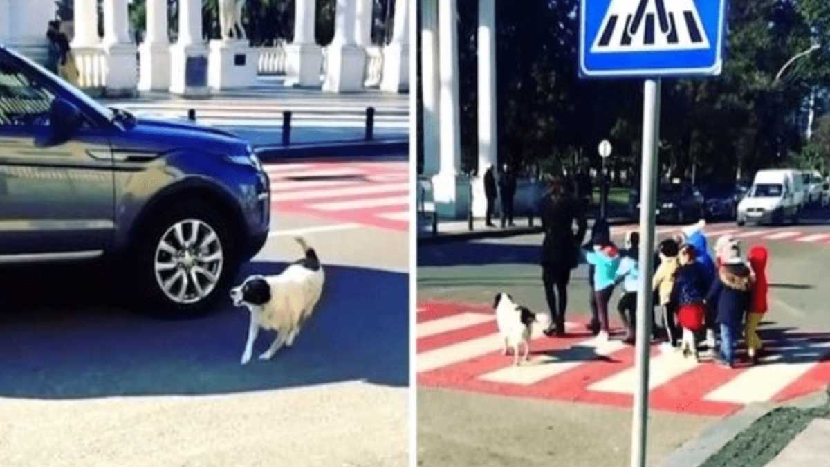 Un chien errant aboie et arrête les voitures pour que les enfants traversent la rue en toute sécurité