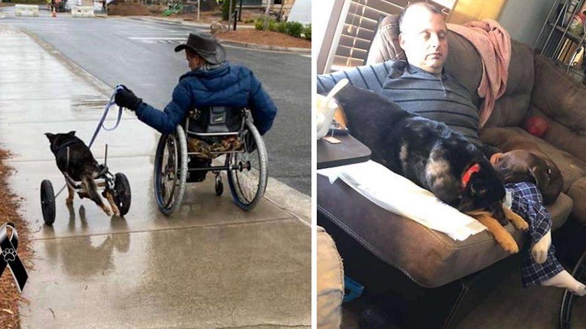 Un chien paralysé meurt après avoir enfin trouvé l'amour avec son ange