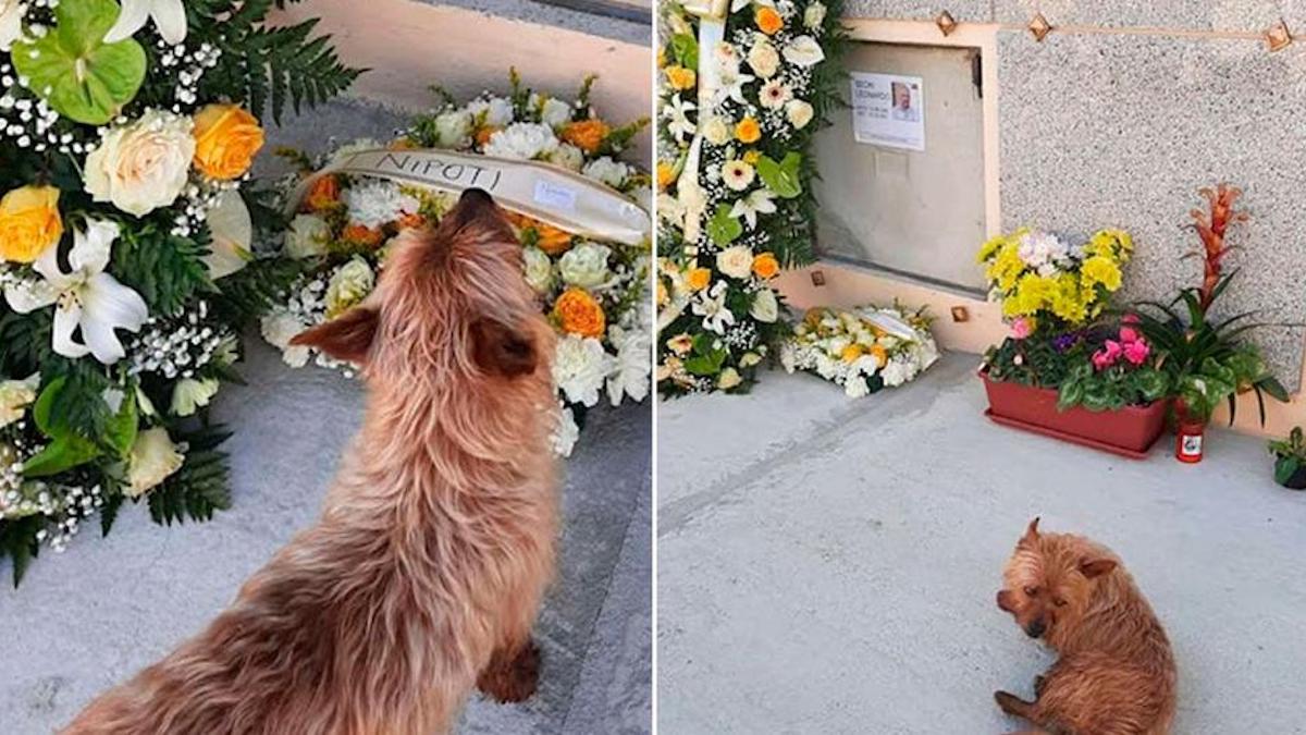 Un chien parcourt chaque jour des kilomètres seul pour se rendre sur la tombe de son meilleur ami.