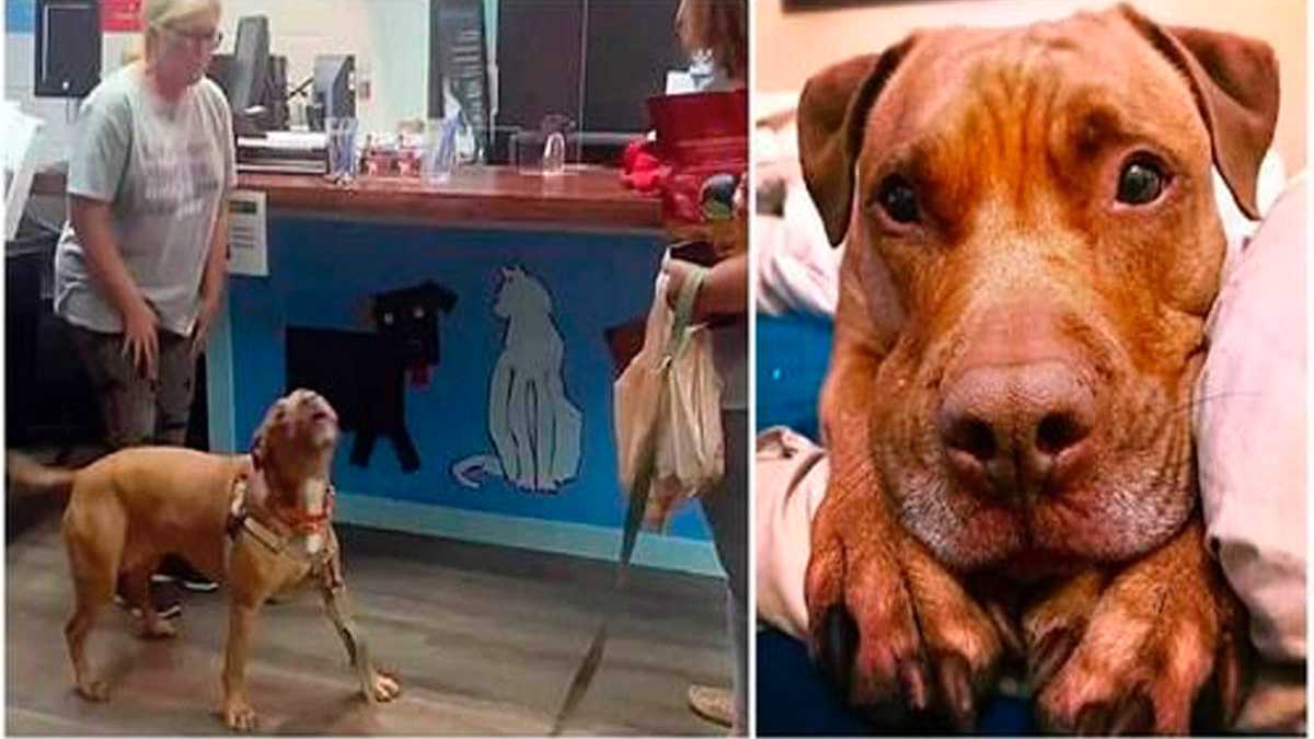 Un chien pleure de joie en découvrant qu'il a finalement été adopté grâce à l'action d'un enfant