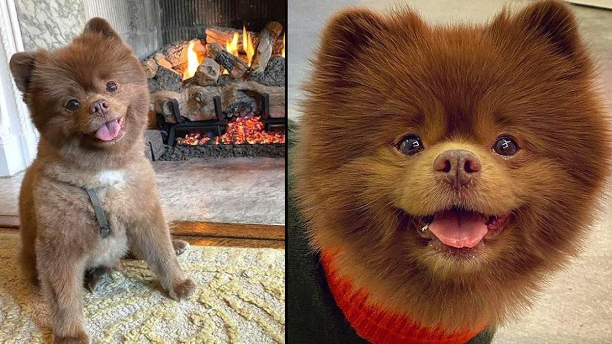 Un chien Poméranien abandonné car trop gros devient célèbre sur les réseaux sociaux
