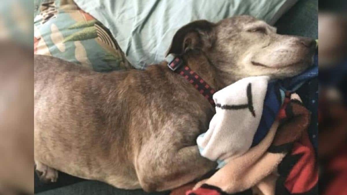 Un chien profite enfin d'une maison après avoir vécu 11 ans dans la rue