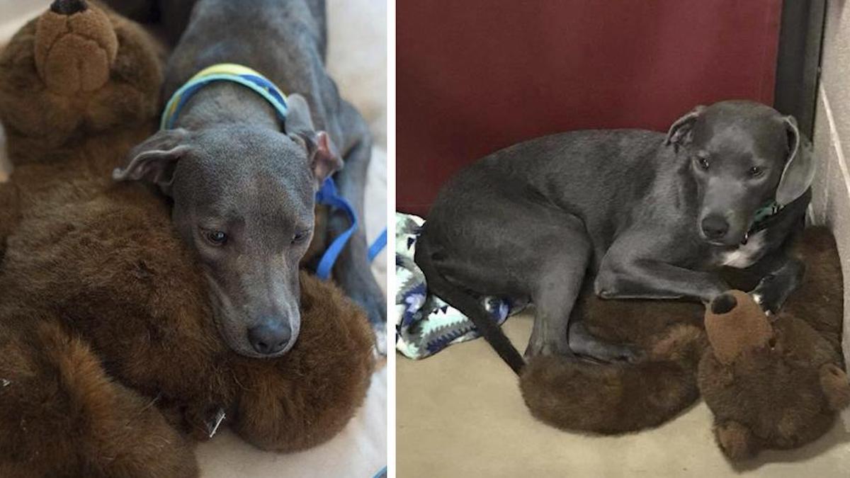 Un chien qui a tout perdu s'accroche à un ours en peluche dans un refuge