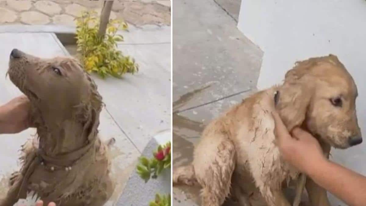 Un chien rentre chez lui couvert de boue et s'excuse auprès de son maître pour la farce.