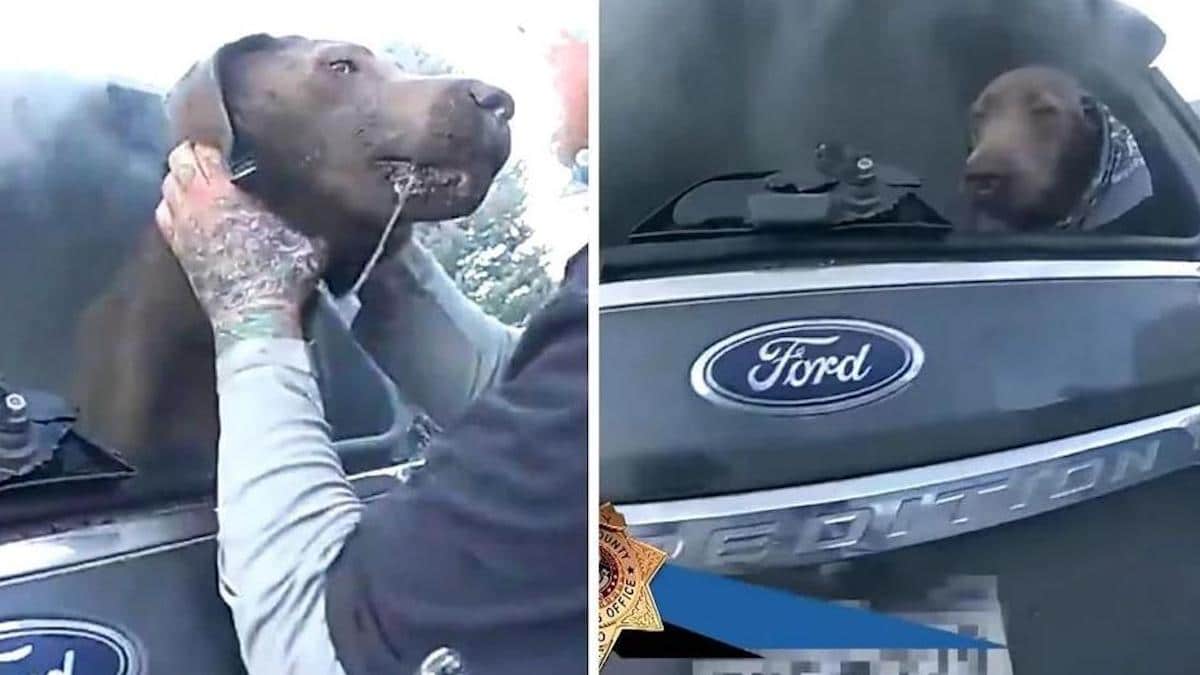 Un chien sauvé d'une voiture en feu remercie un officier par des bisous