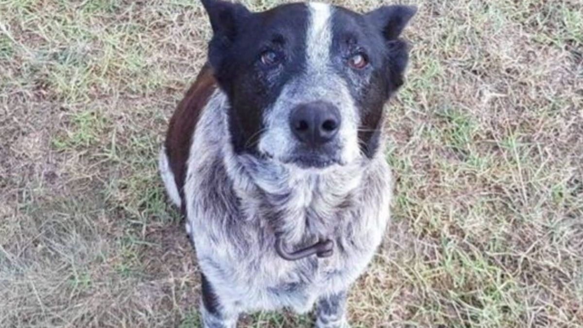 Un chien sauve une petite fille de trois ans qui s'était perdue dans la forêt