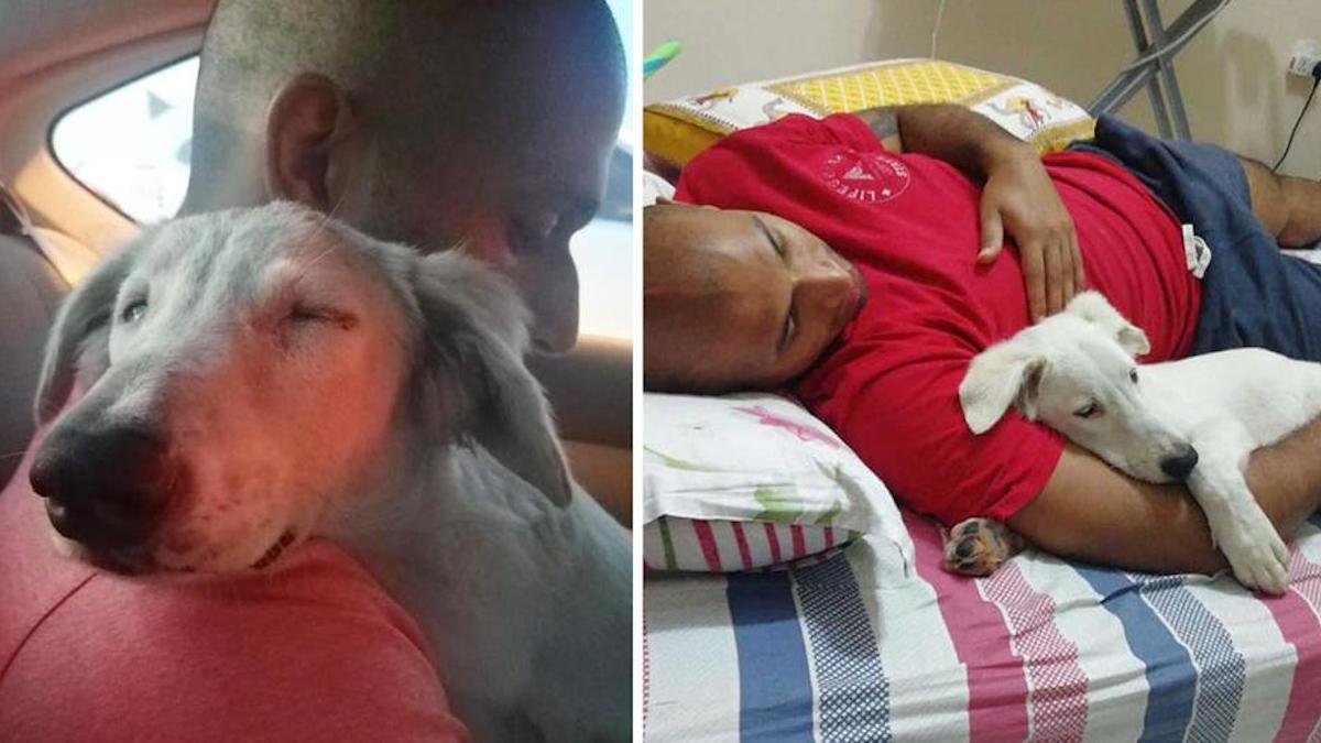 Un chien s'endort sur l'épaule de son sauveteur sachant qu'il le ramène à la maison