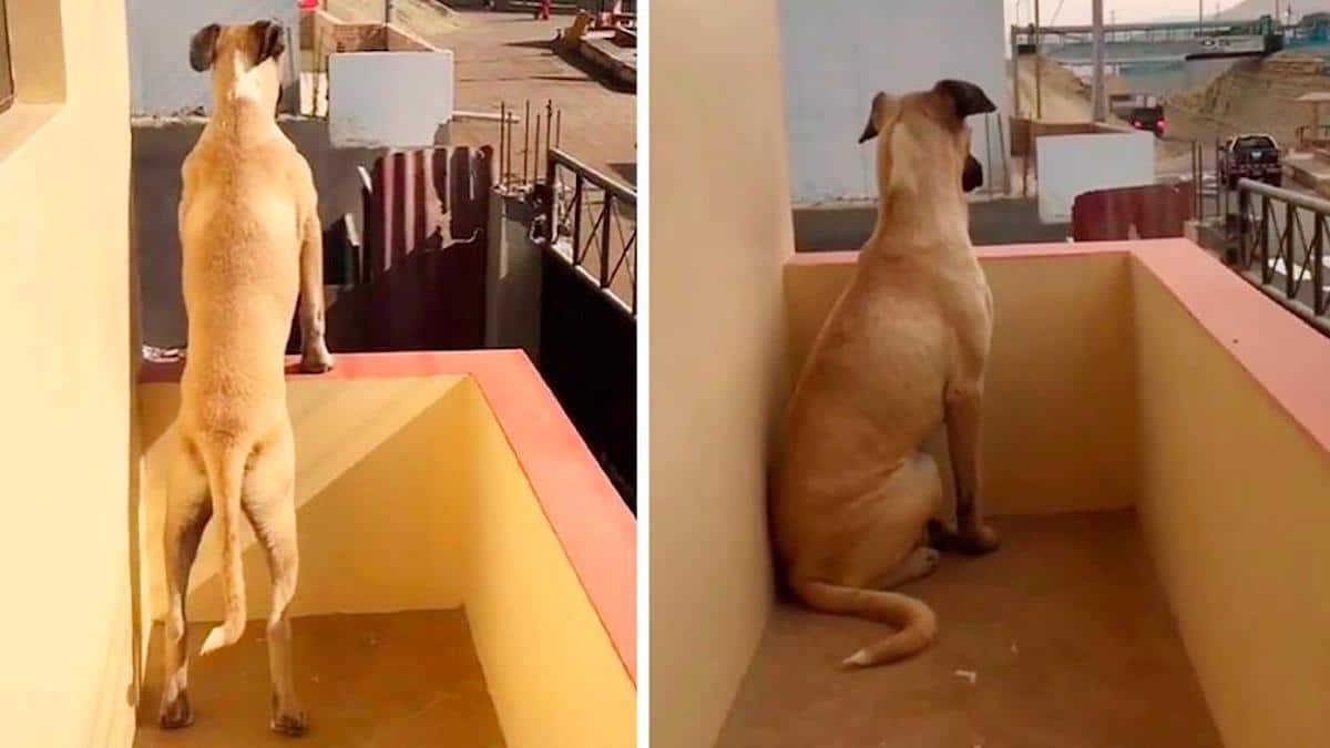 Un chien souffrant d'anxiété de séparation attend patiemment son père toute la journée