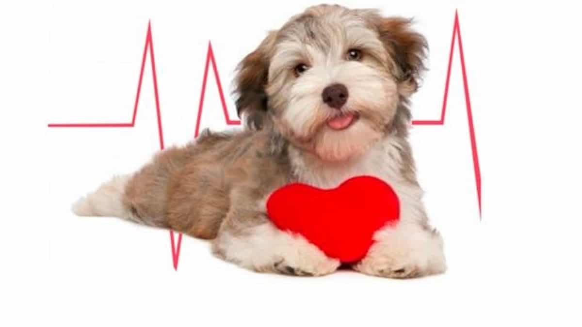 Un chien sur dix est atteint d'une maladie cardiaque, comment la détecter à temps ?