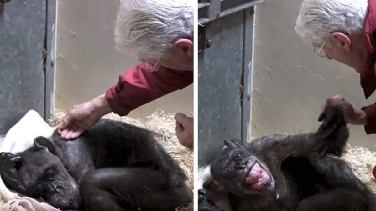 Un chimpanzé de 59 ans a refusé de manger jusqu'à ce qu'il reconnaisse la voix de son ancien soignant.