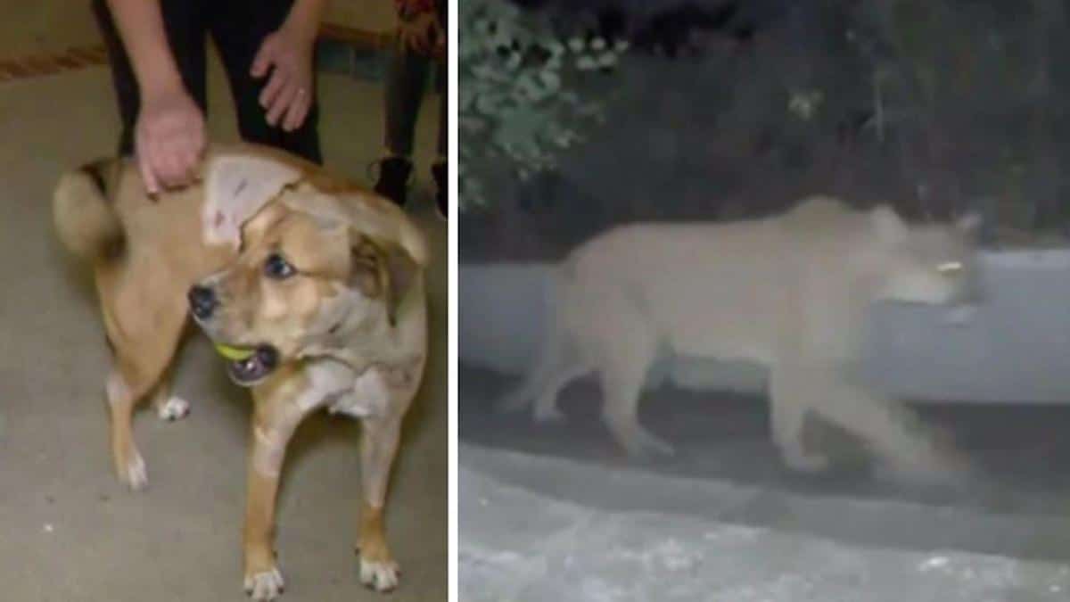 Un chien courageux affronte le couguar qui s'est introduit dans sa maison pour protéger sa famille