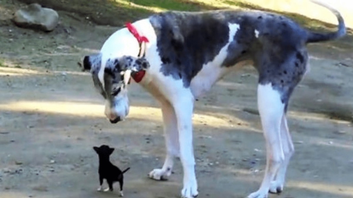 Un chiot s'échappe d'un chenil et tente de se lier d'amitié avec un gros chien