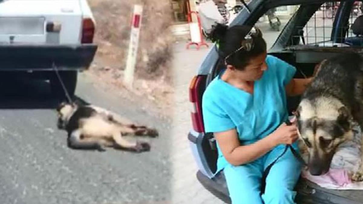 Un conducteur cruel traîne un chien. Des personnes interviennent pour procéder à une arrestation citoyenne et sauver le chien.