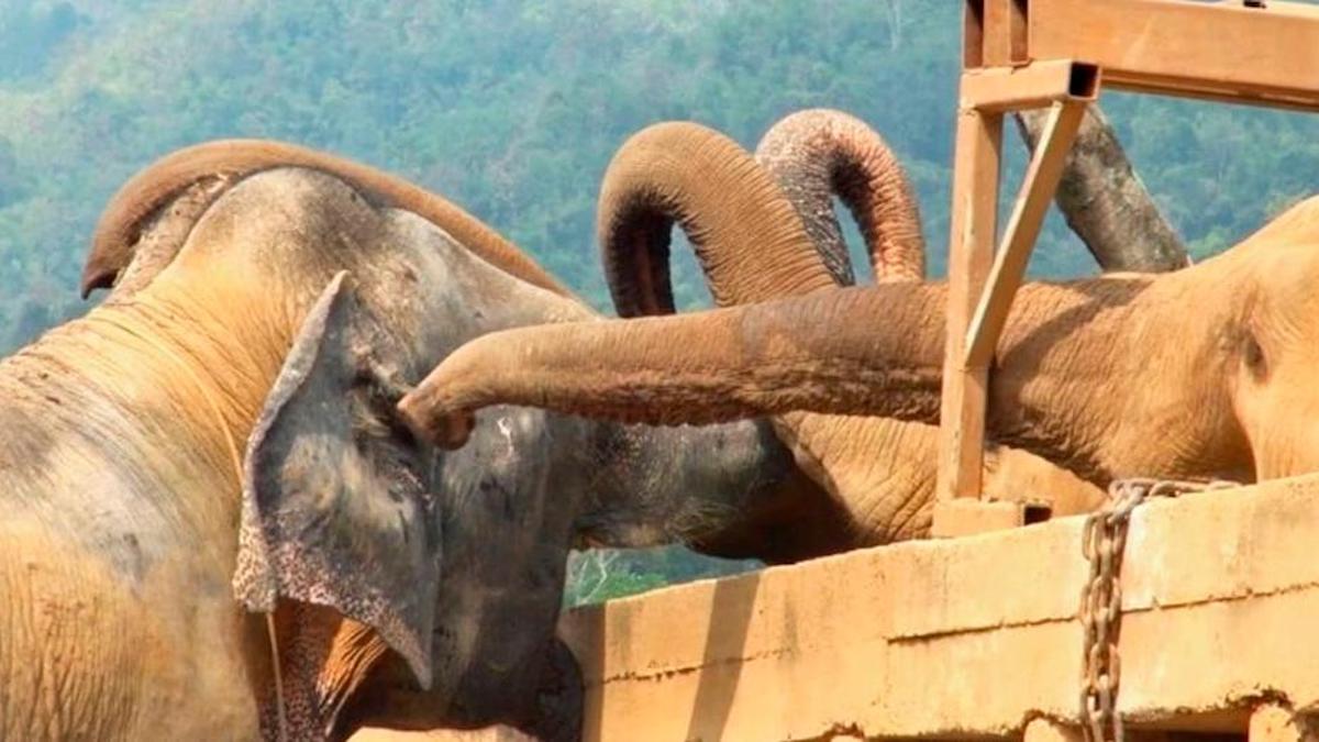 Un éléphant aveugle sauvé d'un cirque est accueilli avec beaucoup d'affection par les autres éléphants du sanctuaire.