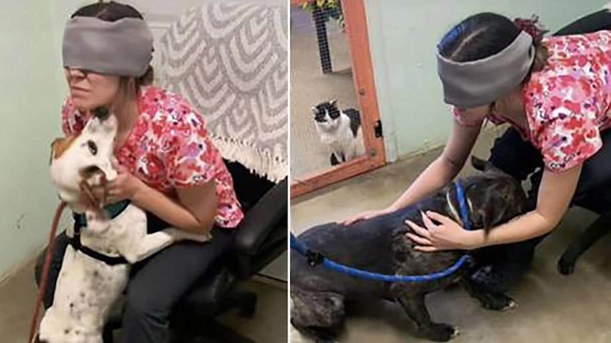 Un employé de refuge aux yeux bandés peut reconnaître les chiens simplement en les caressant