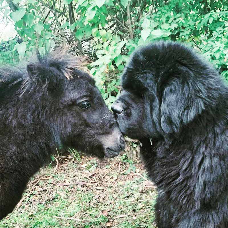 Un énorme chien et un petit poney sont les meilleurs amis du monde et adorent se couvrir de bisous