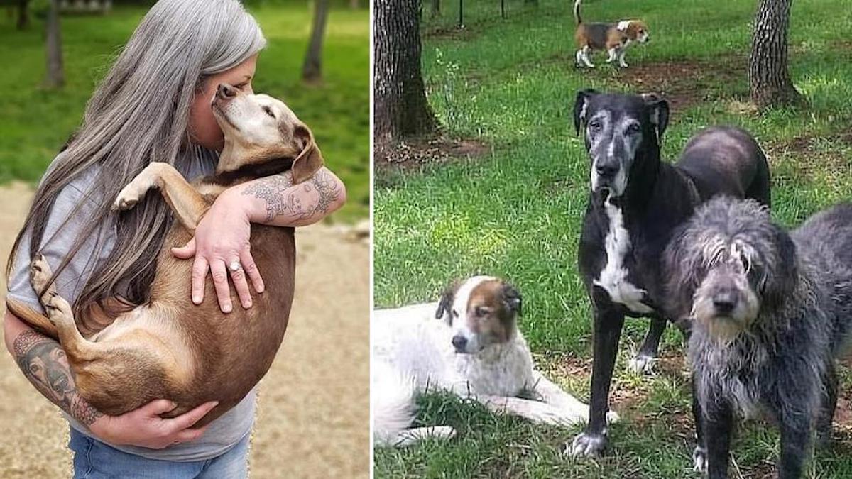 Un femme transforme sa maison en hospice pour animaux et s’occupe désormais de 80 chiens âgés