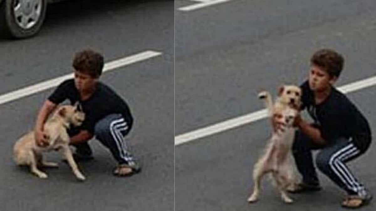 Un garçon court au secours d'un chiot écrasé, arrête la circulation et le met en sécurité. le trafic et l'emmène en sécurité