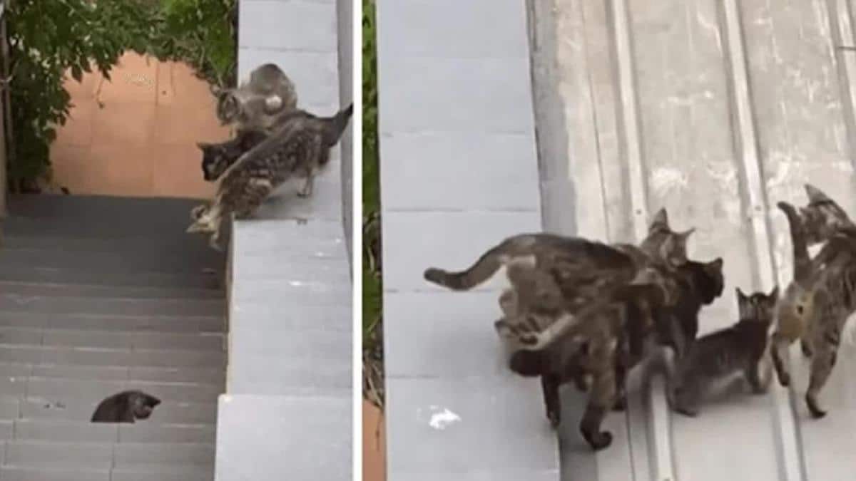 Un groupe de chats aide un autre bébé chaton à monter sur le toit.