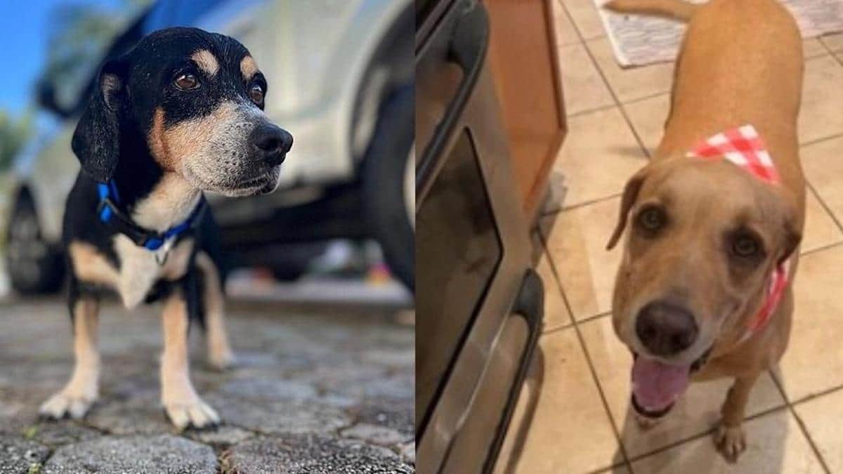 Un homme adopte un couple de chiens abandonnés, qui sont maintenant les plus aimés. ils sont les plus aimés