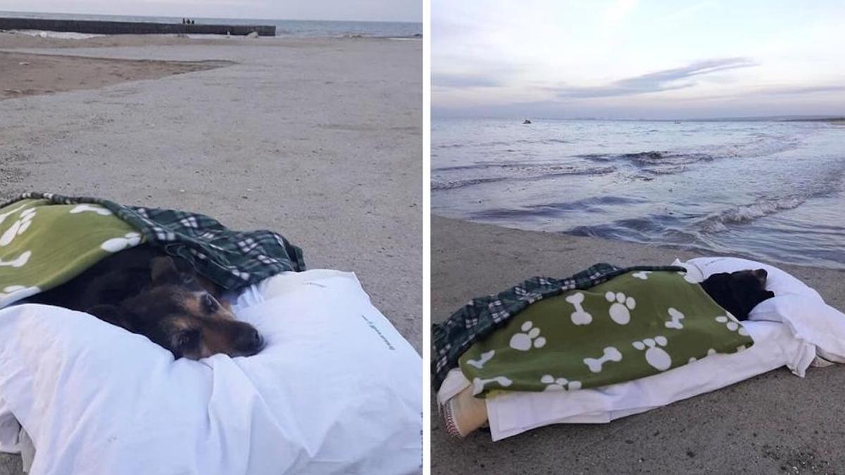 Un homme donne à son chien une dernière promenade à la plage pour qu'il soit heureux avant de partir