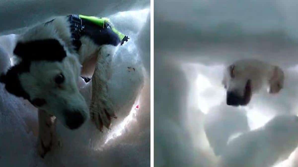 Un homme enseveli sous la neige est filmé alors qu'un chien le sauve, et c'est délicieux.