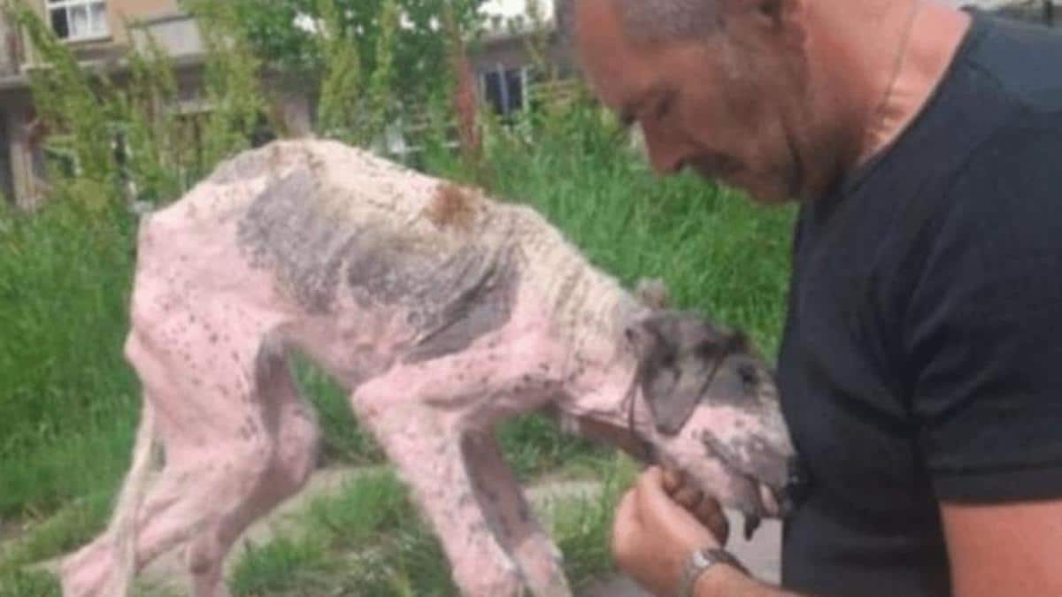 Un homme fait un ultime effort pour sauver un chien errant au bord de la mort