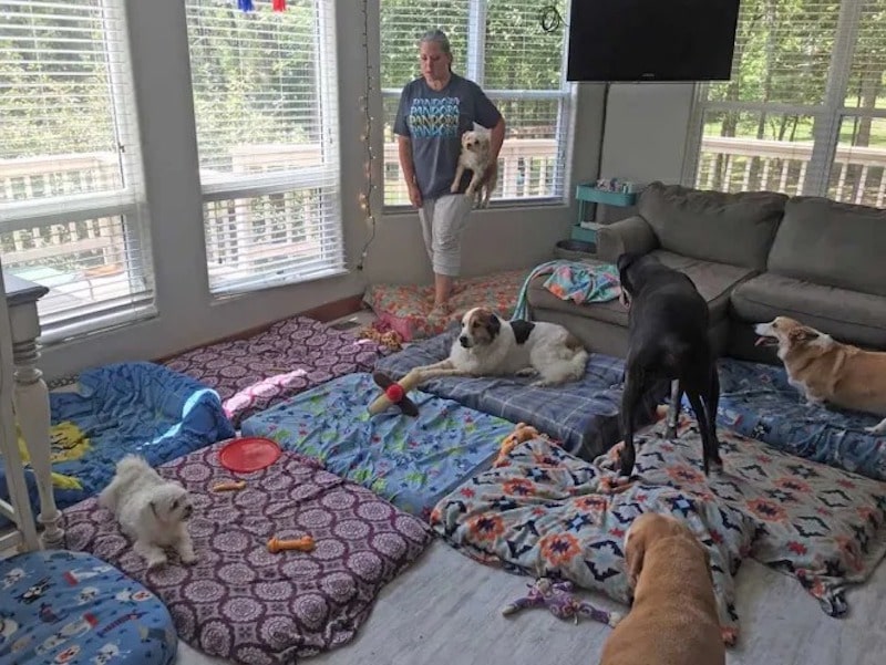 Un homme ouvre un foyer pour les chiens abandonnés parce qu'ils sont vieux