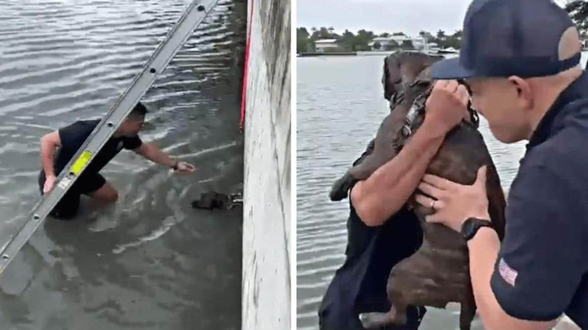 Un jeune homme descend dans la baie pour sauver un chiot qui avait perdu pied.
