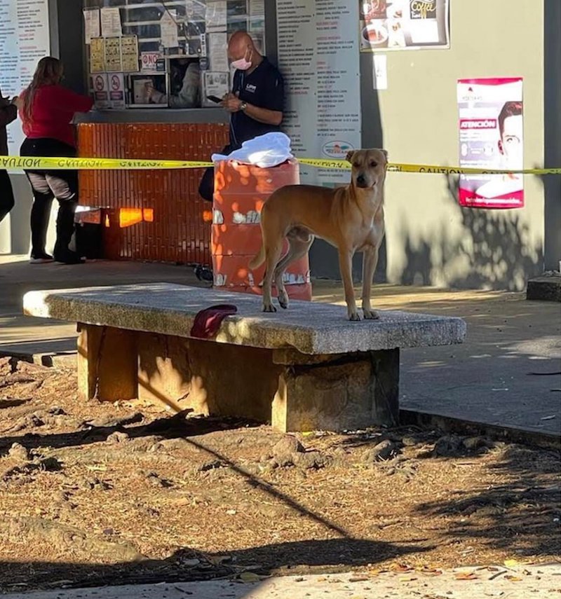 Un médecin adopte un chien qui s'est occupé de son maître après sa mort sur un banc