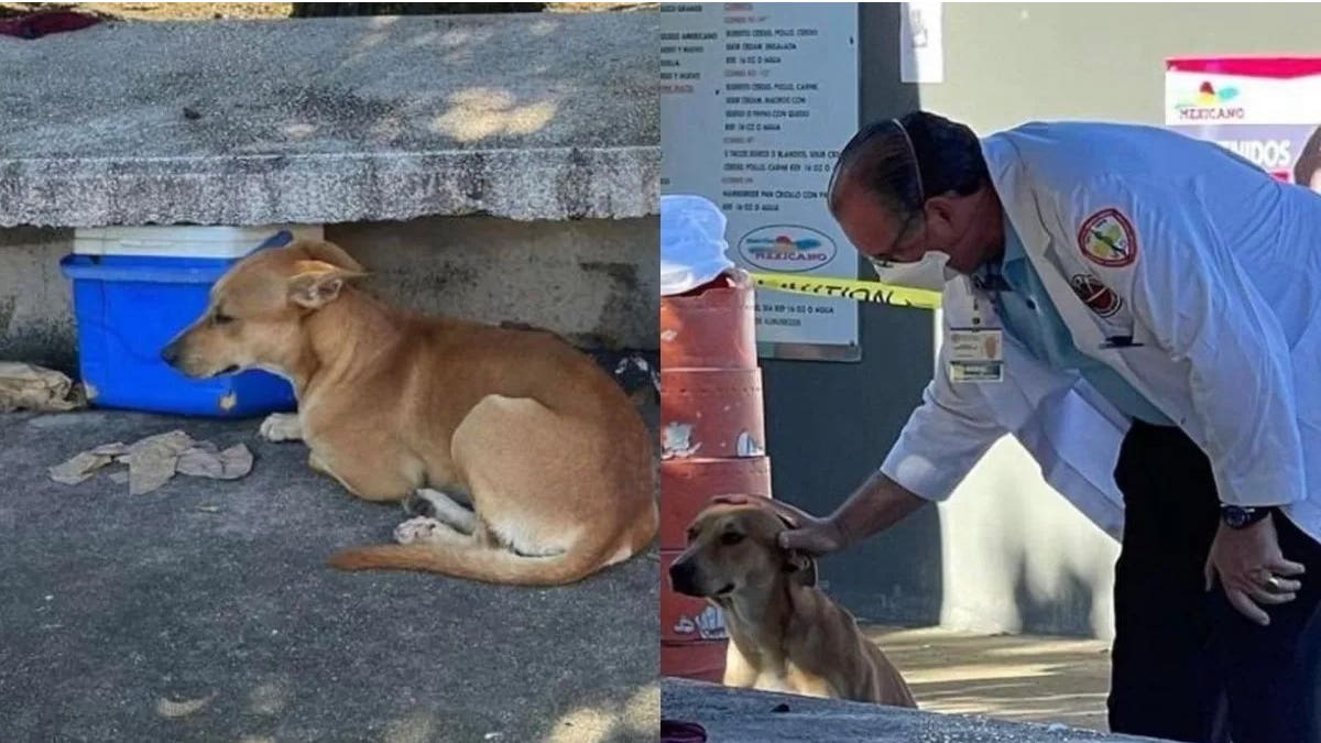 Un médecin adopte un chien qui s'est occupé de son maître après sa mort sur un banc