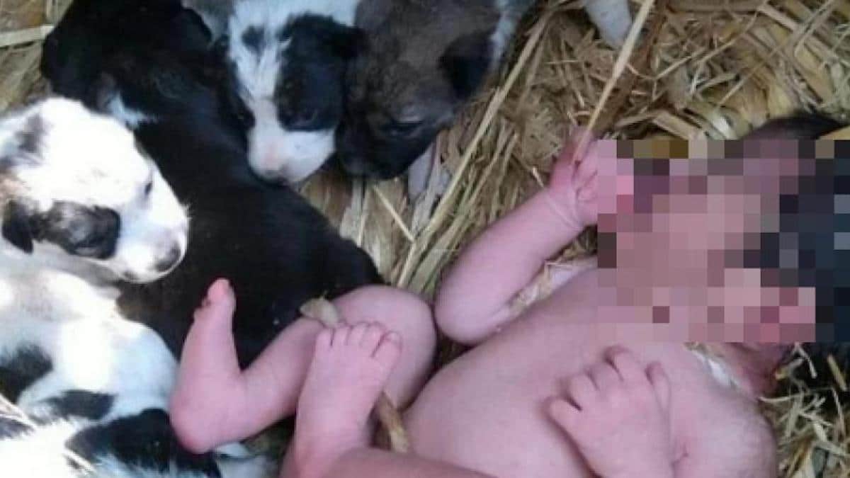 Un nouveau-né abandonné a été sauvé par une chienne et des chiots